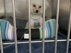 -宠颐生猫科·内科皮肤科(西平世纪城店)