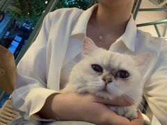 -喵屿·大理花园猫咖