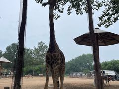 -大连森林动物园