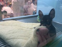 -FAELING PETS美天灵宠物(合生汇店)
