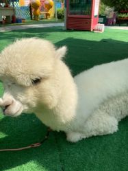 -萌宠亲子动物乐园(槐房万达店)