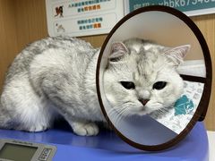 -谐和贝康宠物医院24小时·宠保定点(急重症转诊中心)