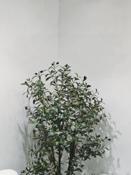 -MISS STAR·半永久纹眉·发际线·美瞳线