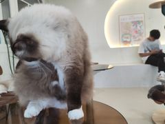 -共舞时光猫咖·狗咖(新街口店)