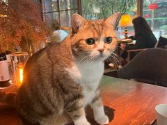 -咖法森林·咖啡  酒吧(天河店)