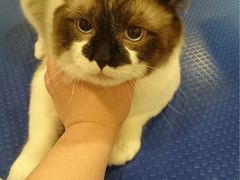 -PETKIT小佩宠物(古北店)