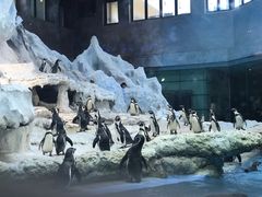 -帝企鹅自助餐厅•儿童岛•真企鹅(长隆企鹅酒店)