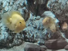 -东方巨龟苑景区