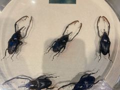 -陕西自然博物馆