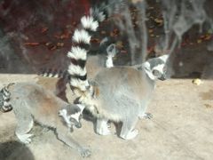 -石家庄市动物园