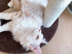 -猫腻·猫咖·撸猫馆(星光大道店)