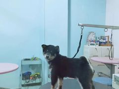 -宠匠·爱宠堡 PET CASTLE