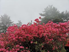 -木兰云雾山