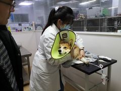 -成都民大动物医院
