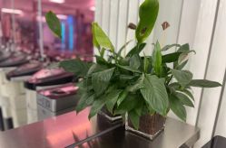 点击看大图 -P.STYLE 派斯造型