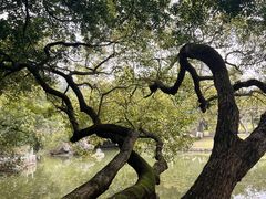 -广西壮族自治区药用植物园