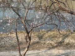 -桃花堤公园