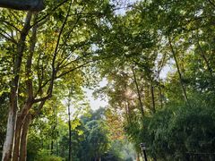 -习家池