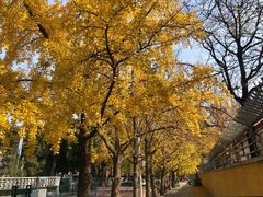 -三里屯东五街银杏大道