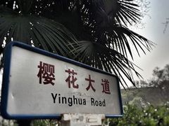 -武汉大学-樱园