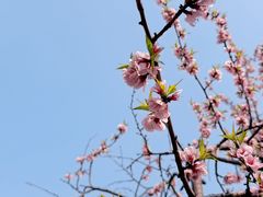 -桃花堤公园