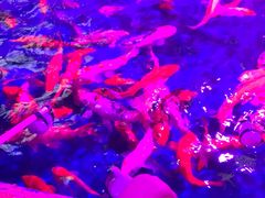 -梦幻海洋王国(吾悦广场张家港店)