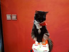 -猫色咖啡·猫咖