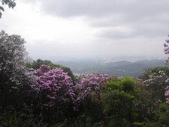 -梧桐山风景名胜区