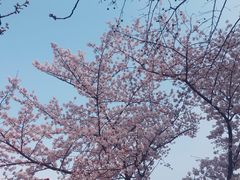 -嘉定紫藤园