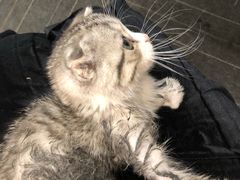 -喵百万·布偶·蓝金金渐层英短·猫舍(百子湾店)