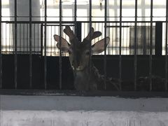 -鄂尔多斯野生动物园