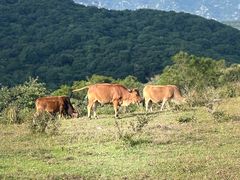 -大姆山草场