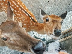 -清迈夜间动物园