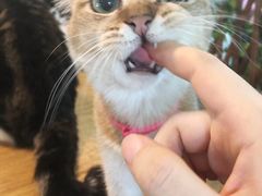 -李小姐の猫咖啡馆(五角场店)