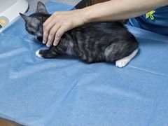 -创凡宠物医院·骨专科  猫科中心(西乡分院)