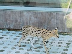 -西霞口神雕山野生动物世界