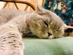 -猫色咖啡·猫咖