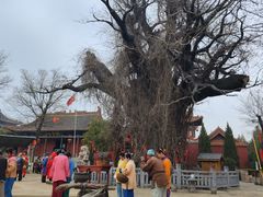 -大槐树寻根祭祖园