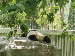 -卧龙中华大熊猫苑神树坪基地