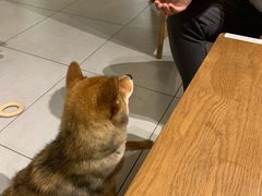 -柴务处·柴犬主题狗咖