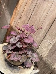 -MINI Barber 微剪男士烫染理发馆