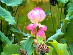 -国家植物园南园