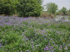 -梁鸿国家湿地公园