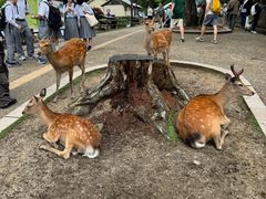 -奈良公园