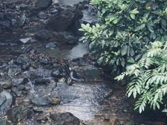 -鼎湖山风景区