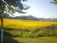 -长洲岛