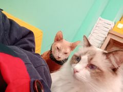 -猫在这儿猫咪咖啡馆·撸猫馆