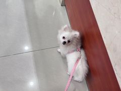 -艾贝尔宠物医院 ·内科全科(梁溪路店)