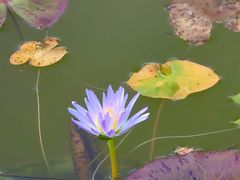 -国家植物园南园