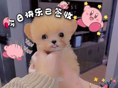-萌宠之家·腊肠犬·马尔泰·小体犬舍